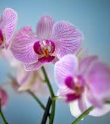 Prehabilitation and Breast Cancer