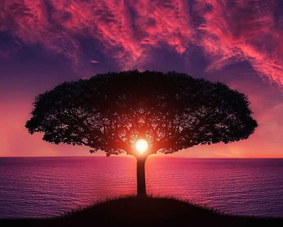 Biophilia and Emotional Connection