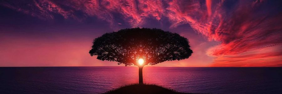 Biophilia and Emotional Connection